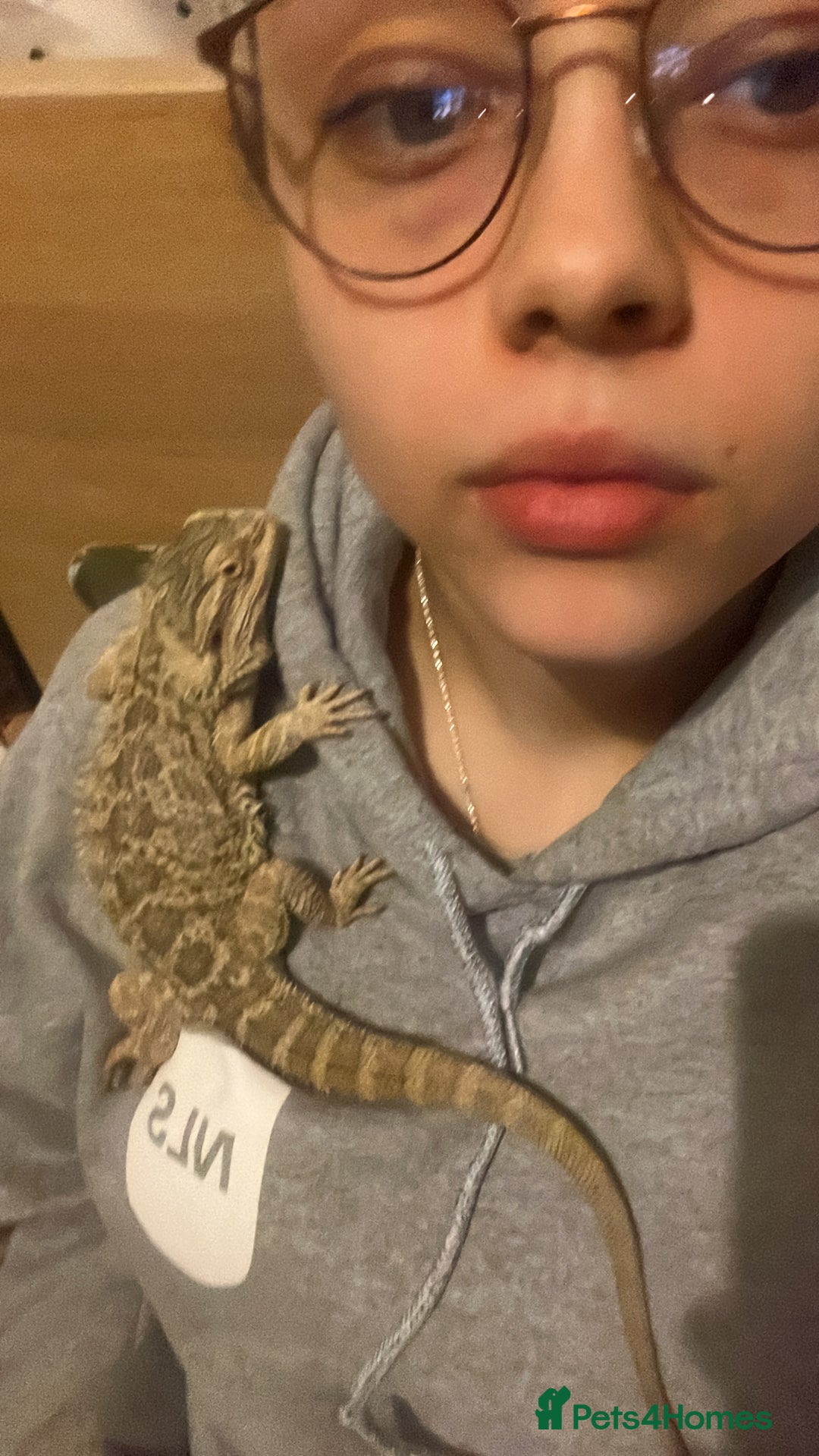 Bearded Dragon reptiles for sale: Bearded dragon  - Image 6