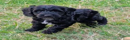 Cockapoo dogs for sale: Licensed breeder, health tested F1 cockapoos - Advert 21