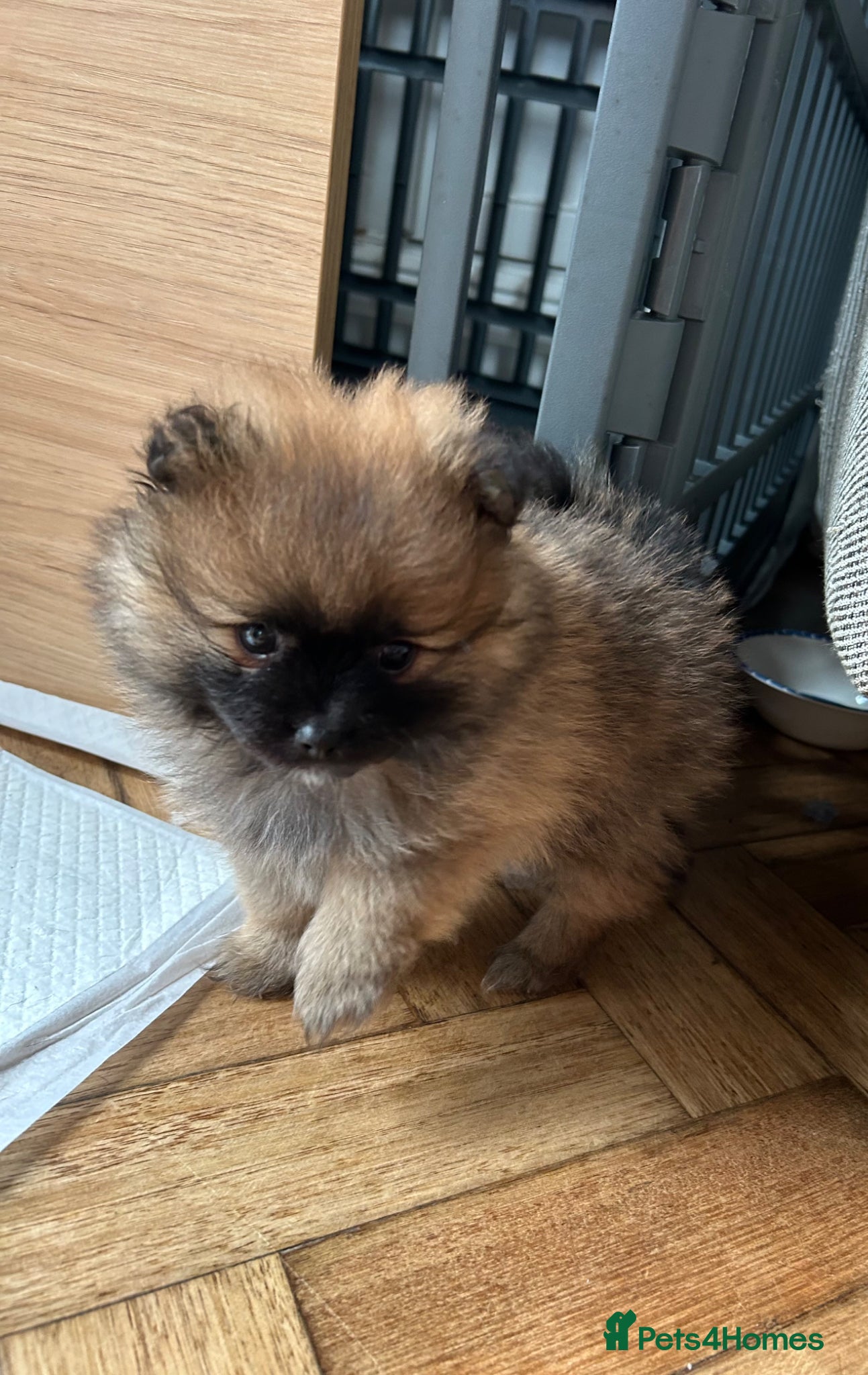 Pomeranian dogs  Teddy bear Pomeranian puppies  - Advert 1