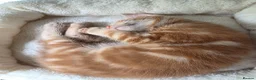 Domestic Shorthair cats for sale: Playful ginger boy,  - Advert 14