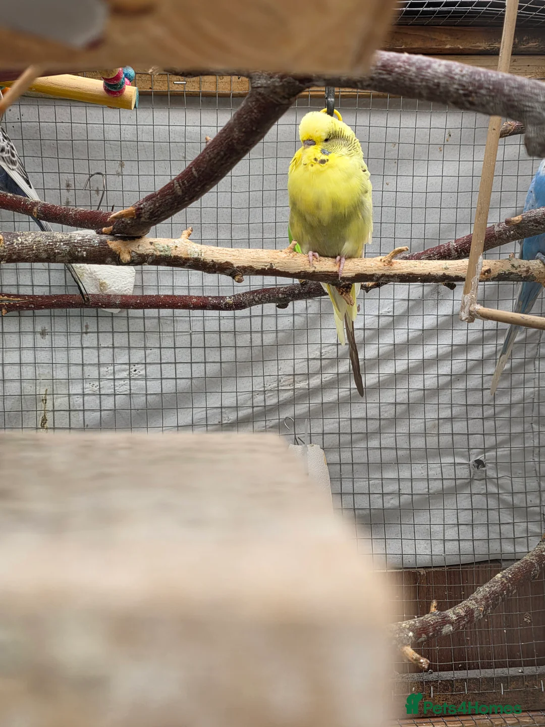 Budgerigars birds for sale: Budgies and guliden finch  - Advert 16