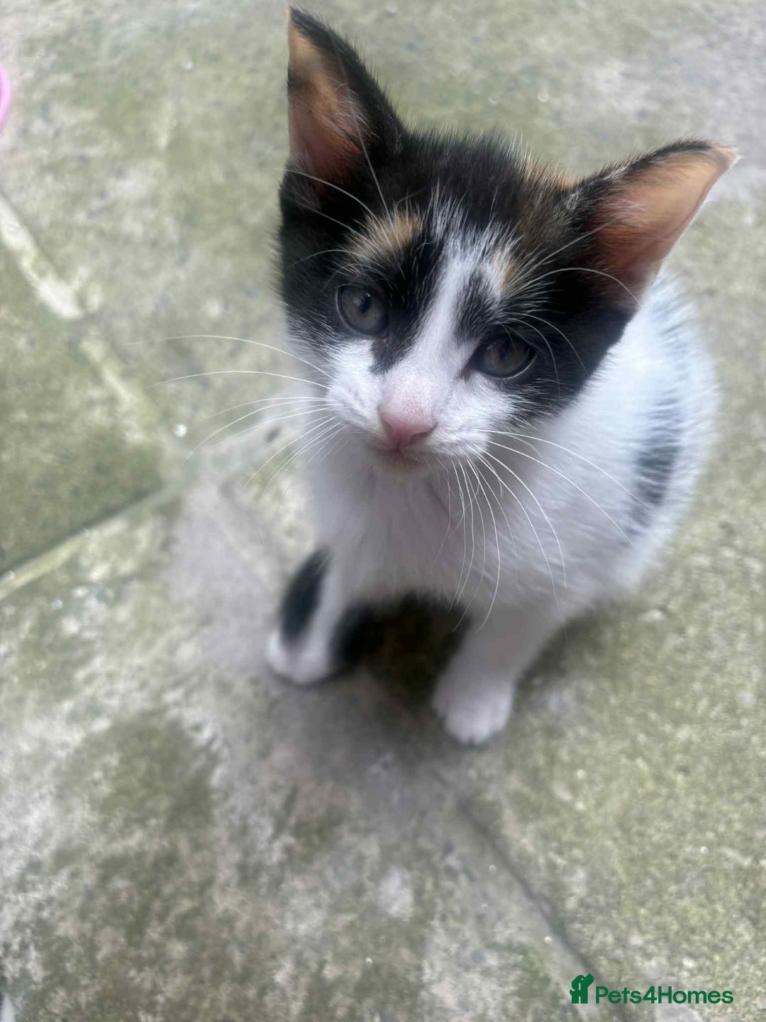 Mixed Breed cats for sale: For sale - Image 4