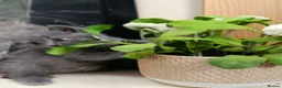 British Shorthair cats for sale: Beautiful kittens - Advert 7