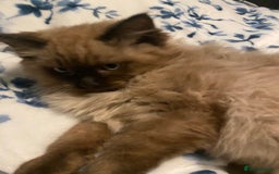 Ragdoll cats for sale: Ragdoll kittens  - Image 3