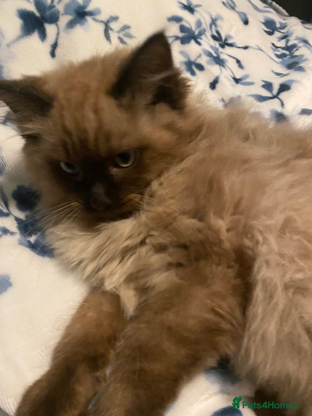 Ragdoll cats for sale: Ragdoll kittens  - Image 3