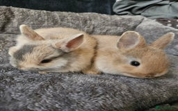 Netherland Dwarf rabbits for sale: Harlequin Netherland Dwarf bunnies  - Advert 16
