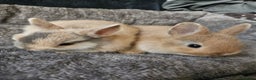 Netherland Dwarf rabbits for sale: Harlequin Netherland Dwarf bunnies  - Advert 16