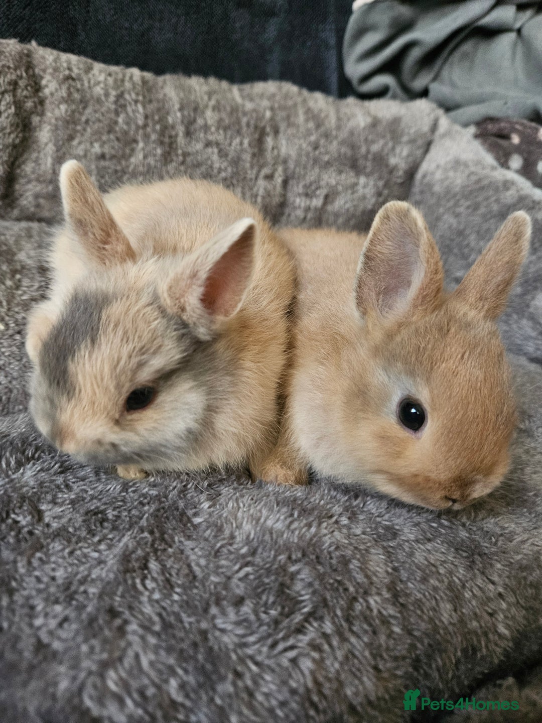 Netherland Dwarf rabbits for sale: Harlequin Netherland Dwarf bunnies  - Advert 16