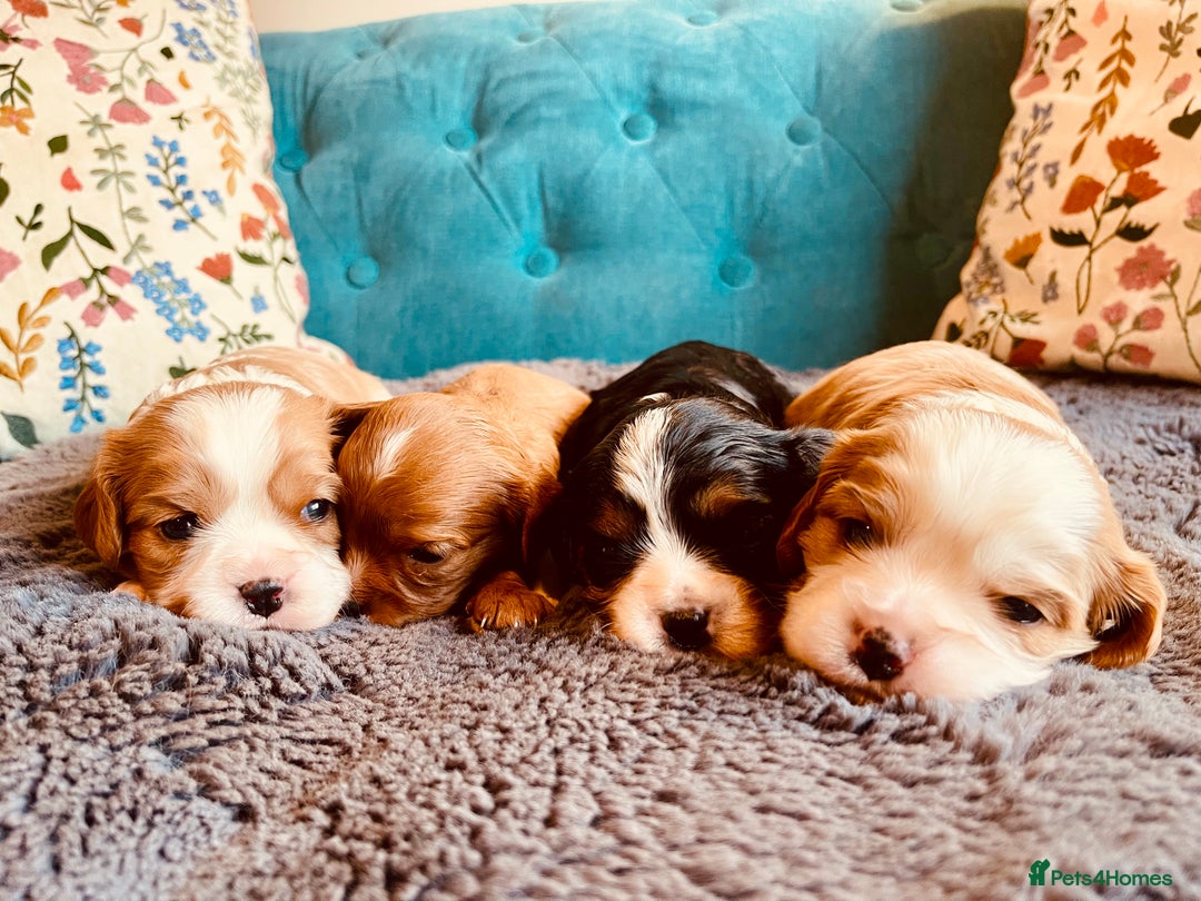 Cavalier King Charles Spaniel dogs for sale: Stunning KC Cavalier King Charles Spaniel Puppies. - Image 10