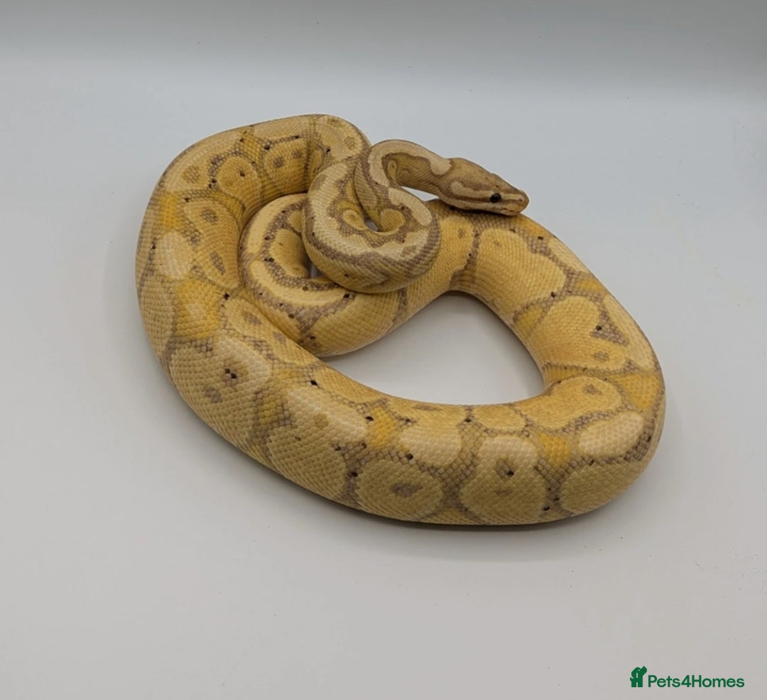 Python Snake reptiles for sale: Range of Royal Pythons - Advert 22