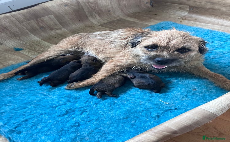 Border Terrier dogs - Advert 1
