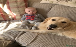 Golden Retriever dogs for sale: One in a million KC Golden Retriever H/Tested!!  - Image 6