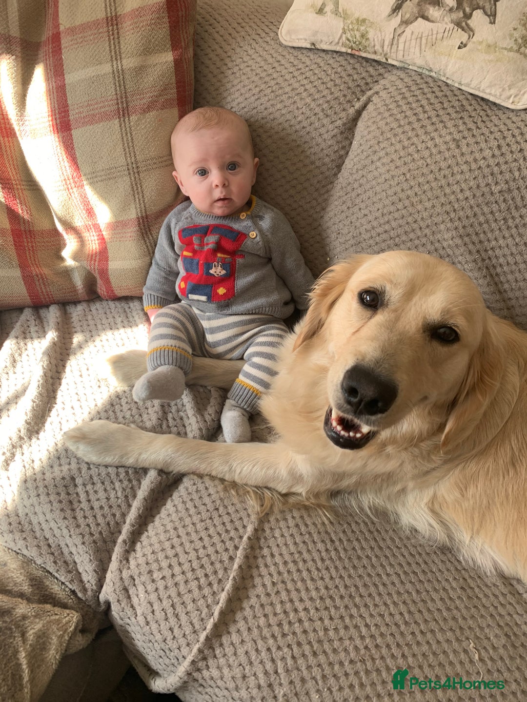 Golden Retriever dogs for sale: One in a million KC Golden Retriever H/Tested!!  - Image 6