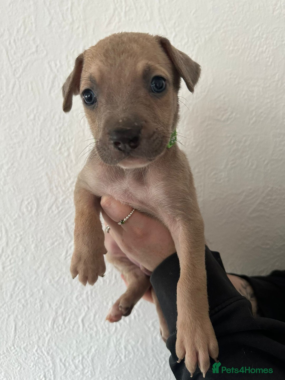 Mixed Breed dogs for sale: Cane corso x alpha blue bulldog puppies  - Advert 8