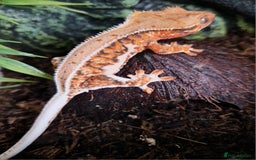 Gecko reptiles for sale: lily white crested geckos for sale - Image 8