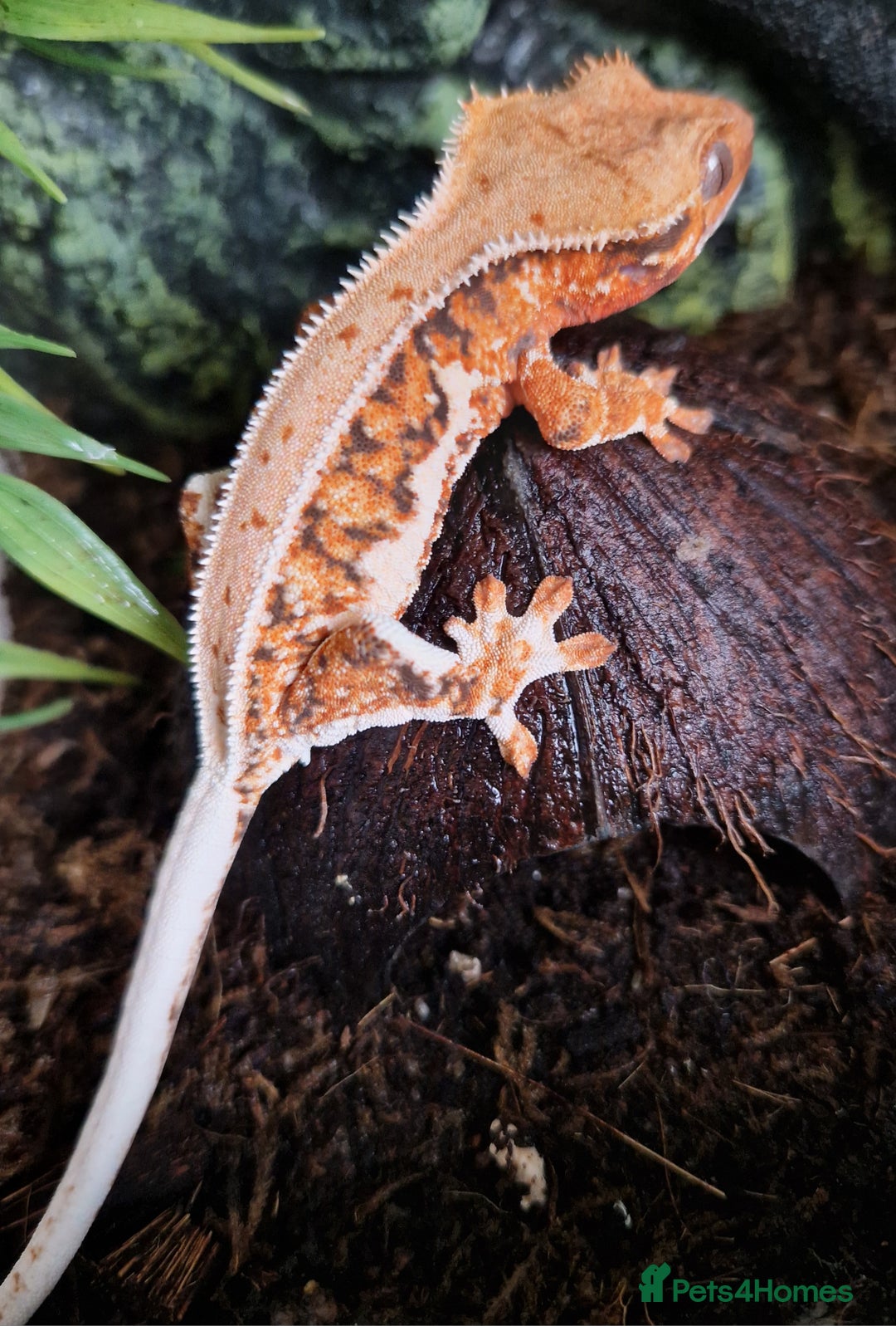 Gecko reptiles for sale: lily white crested geckos for sale - Image 8