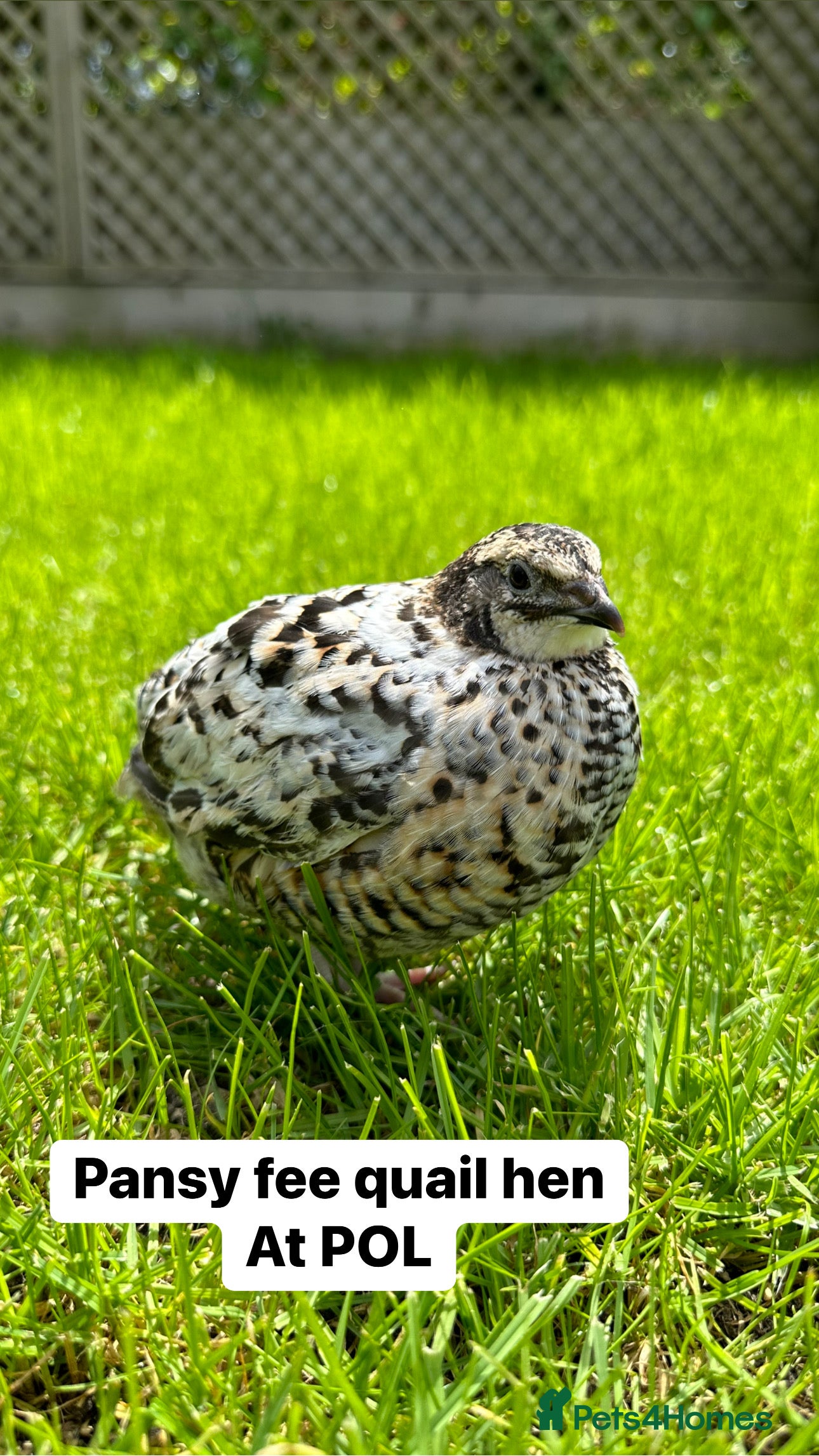 Quail poultry Japanese quail (coturnix) at point of lay - Advert 1