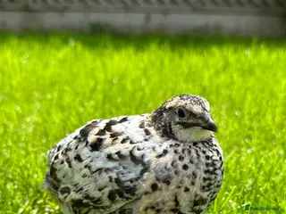 Quail poultry for sale: Japanese quail (coturnix) at point of lay - Advert 1