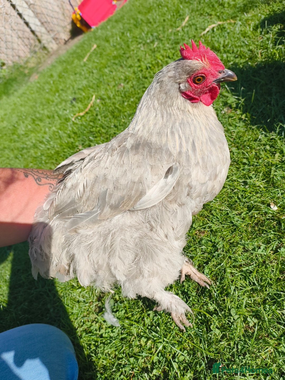 Chickens poultry for sale: 7 Chickens and young chickens for sale  - Image 5