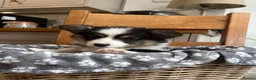 Welsh Corgi Pembroke dogs for sale: Looking for loving homes - Advert 3