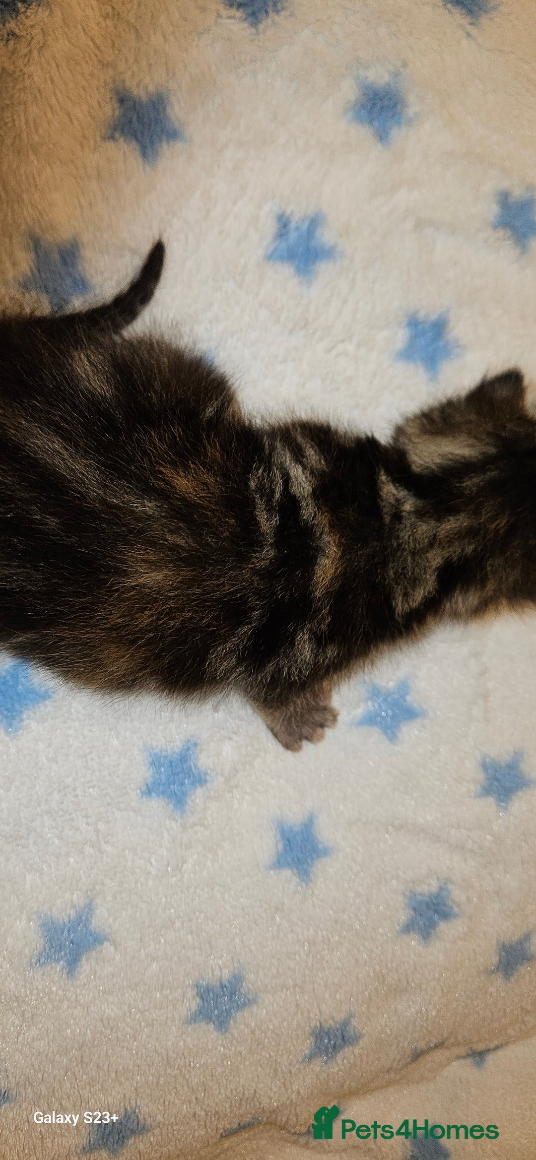 Mixed Breed cats for sale: 5 Bengal x Kittens–Glitter Coats,Beautiful Colours - Image 9