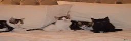 Mixed Breed cats for sale: 4 Beautiful Gentle Kittens for Sale - Advert 14