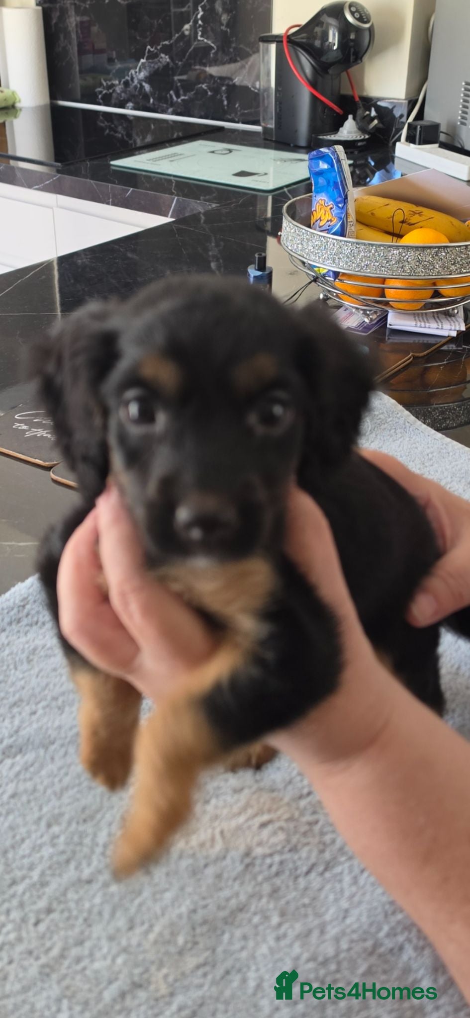 Cockapoo dogs Cockapoo f1 puppys ready now - Advert 10