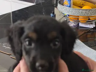 Cockapoo dogs Cockapoo f1 puppys ready now - Advert 7