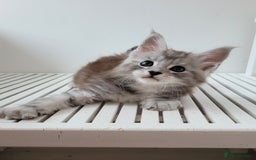 Maine Coon cats for sale: Tica registered maine coon kittens  - Image 17