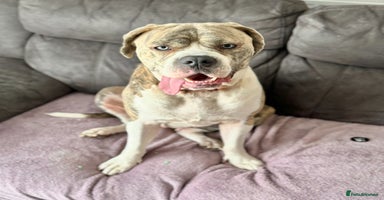 Mixed Breed dogs - Advert 8