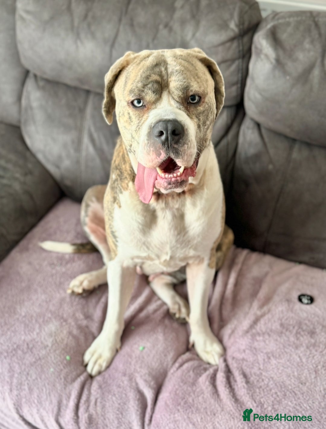 Mixed Breed dogs for sale: Rare breeding American x Bulldog x Cane Corso Pups - Image 3