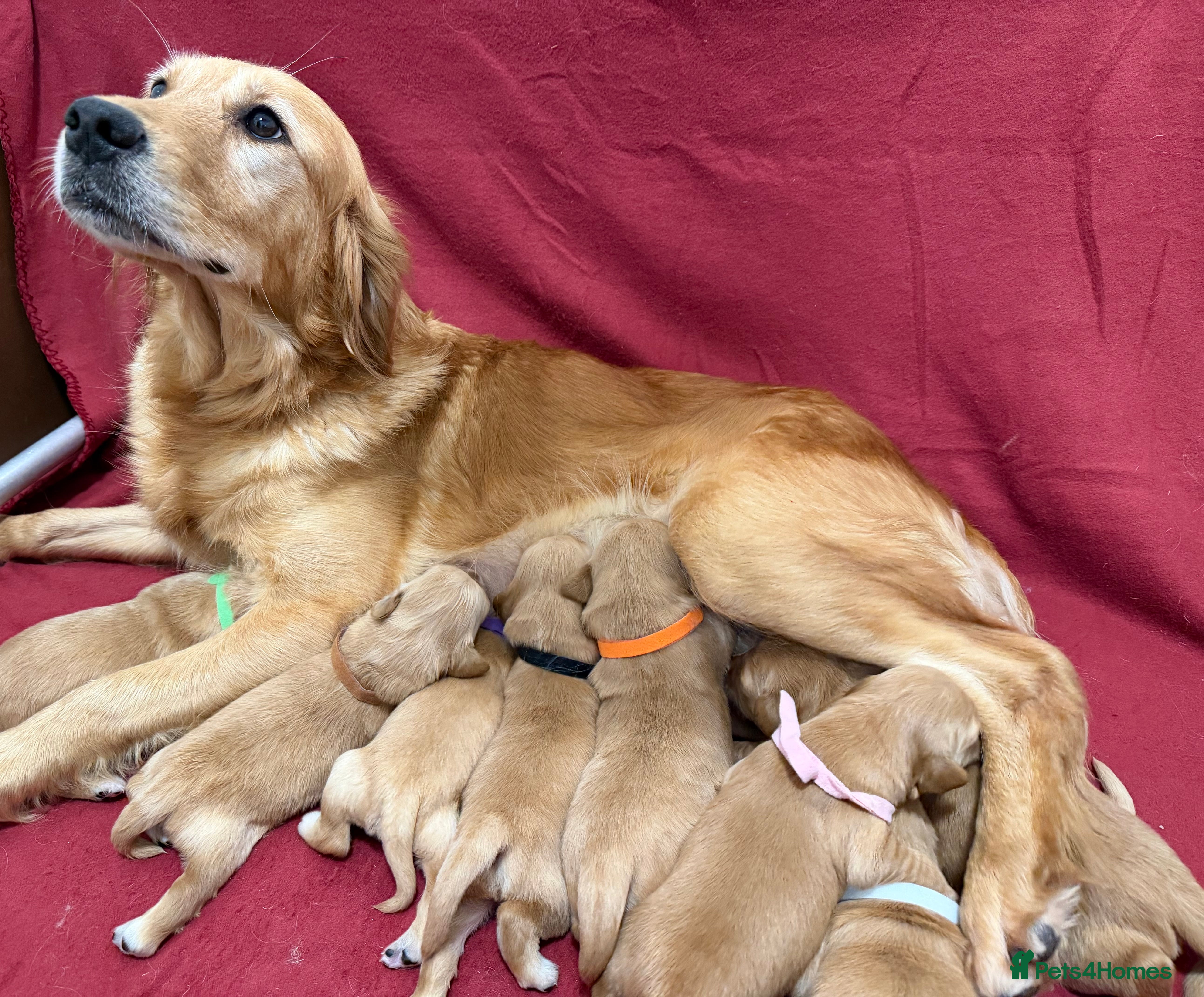 Golden Retriever dogs KC Dark Golden Retrievers 🧬 Health Tested Parents - Advert 13