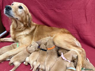 Golden Retriever dogs KC Dark Golden Retrievers 🧬 Health Tested Parents - Advert 1