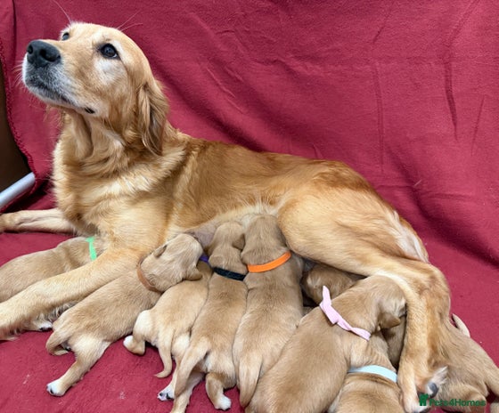 Golden Retriever dogs KC Dark Golden Retrievers 🧬 Health Tested Parents - Advert 1