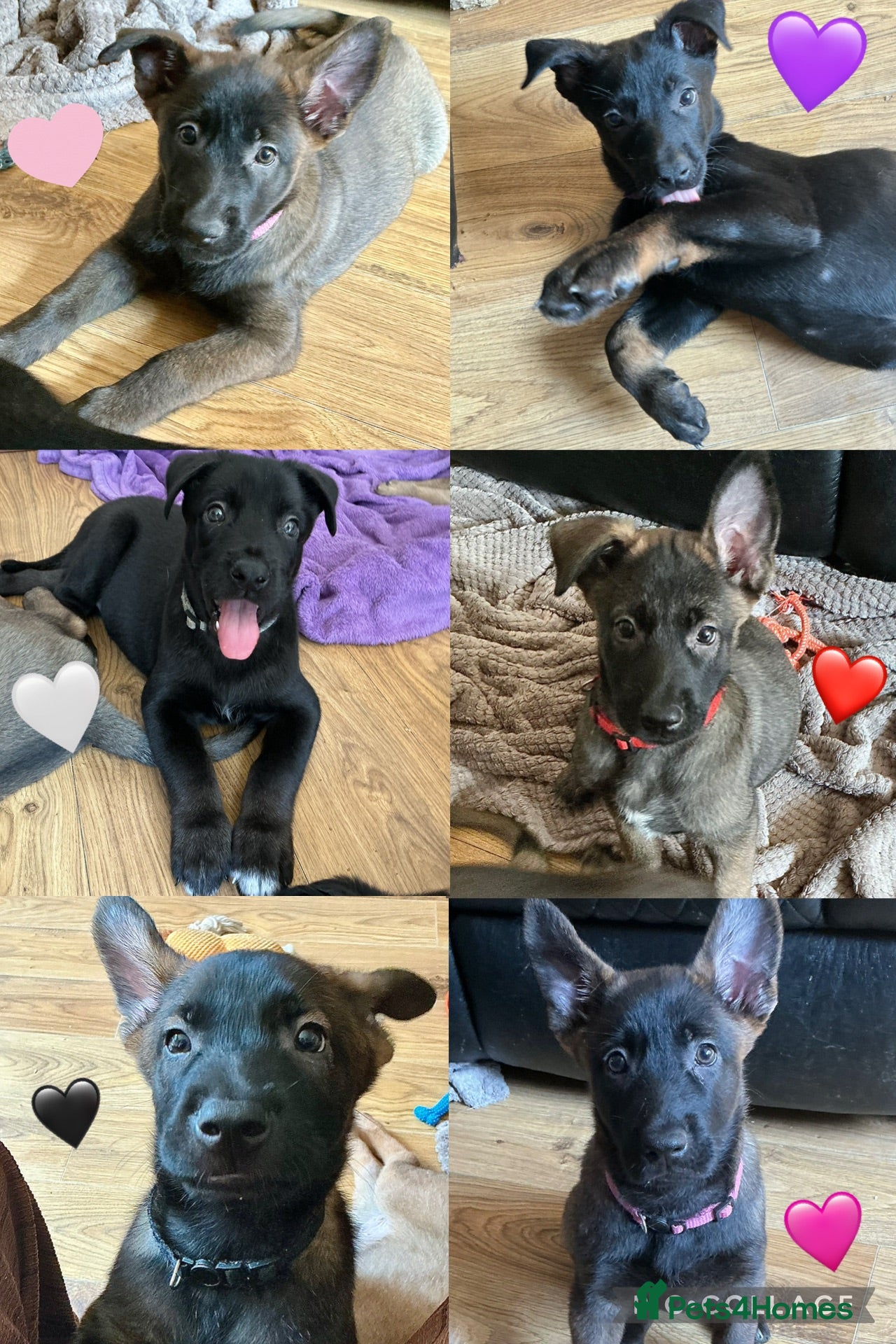 Belgian Shepherd Dog dogs Beautiful Babies  - Advert 1