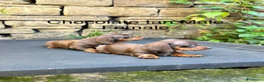 Chocolate tan male