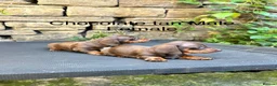 Miniature Dachshund dogs for sale: Miniature Dachsunds males and females - Advert 16