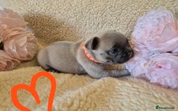 French Bulldog dogs for sale: 5* Council License breeder of 6 stunning Pups. - Image 4