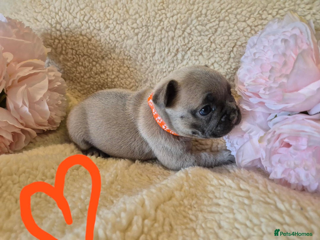 French Bulldog dogs for sale: 5* Council License breeder of 6 stunning Pups. - Image 4