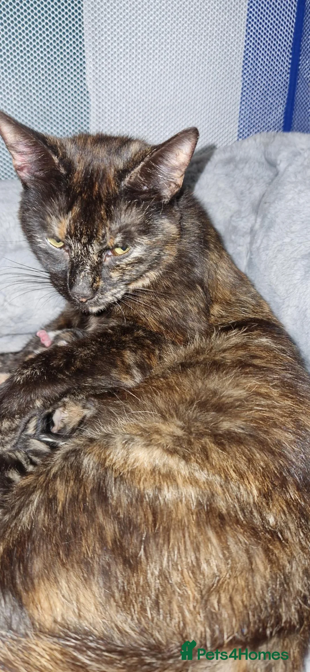 British Shorthair cats for sale: Kittens  - Advert 1