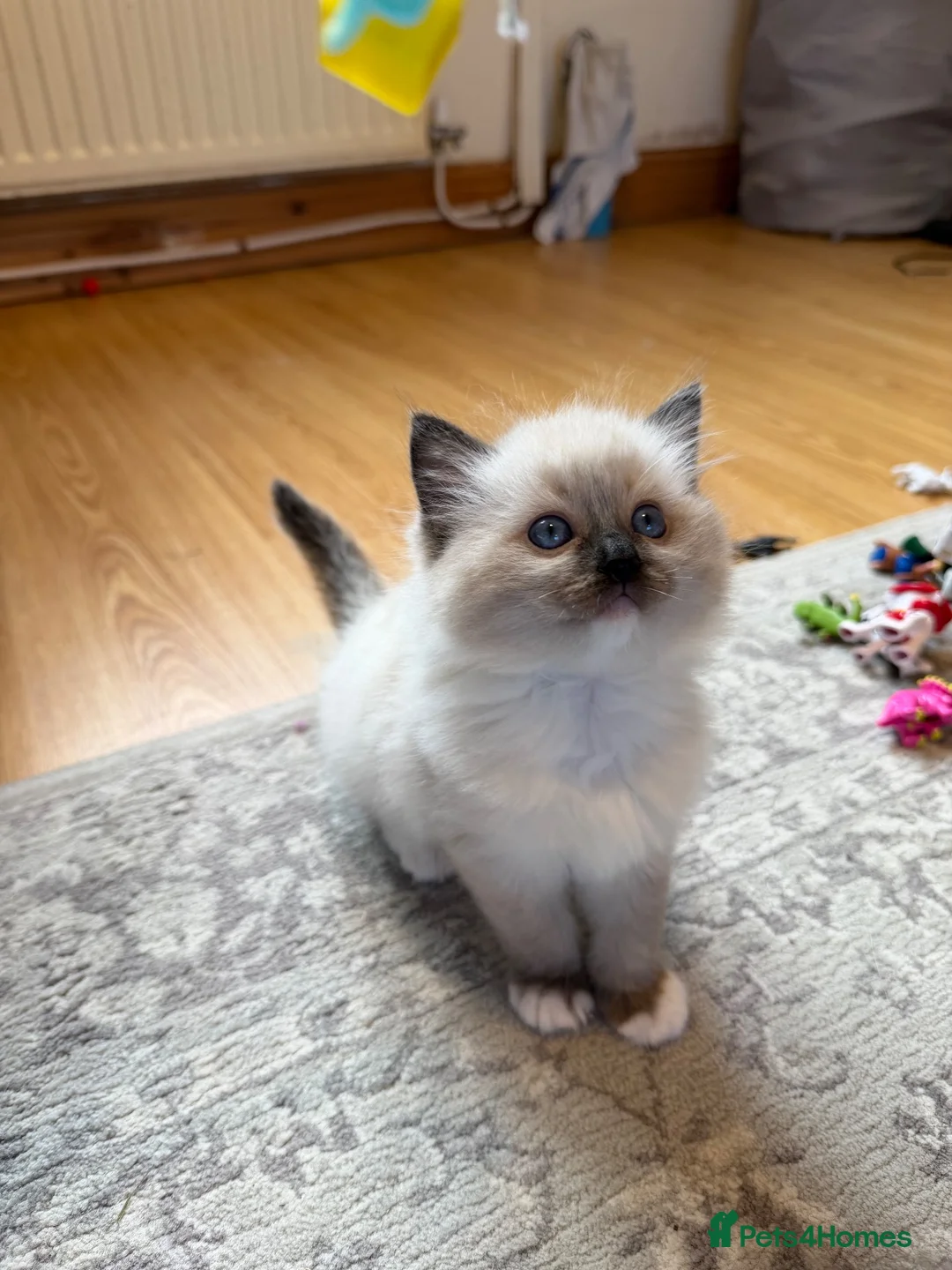 Ragdoll cats for sale: Ragdoll - Advert 1