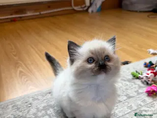 Ragdoll cats Ragdoll - Advert 3