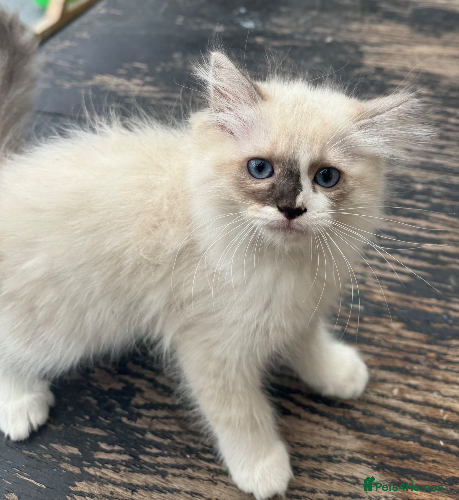 Ragdoll cats for sale: 2 Purebred Ragdoll Kittens  - Advert 2