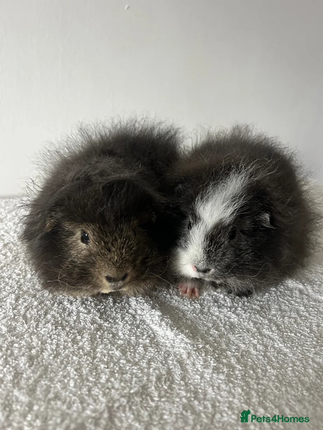 Guinea Pig rodents for sale: Swiss Guinea Pigs  - Advert 2