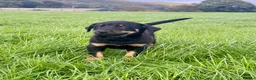Mixed Breed dogs for sale: Gorgeous huntaway x collie pups in Abergele - Advert 5