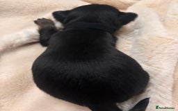 Mixed Breed dogs for sale: Jackawawa - Image 36