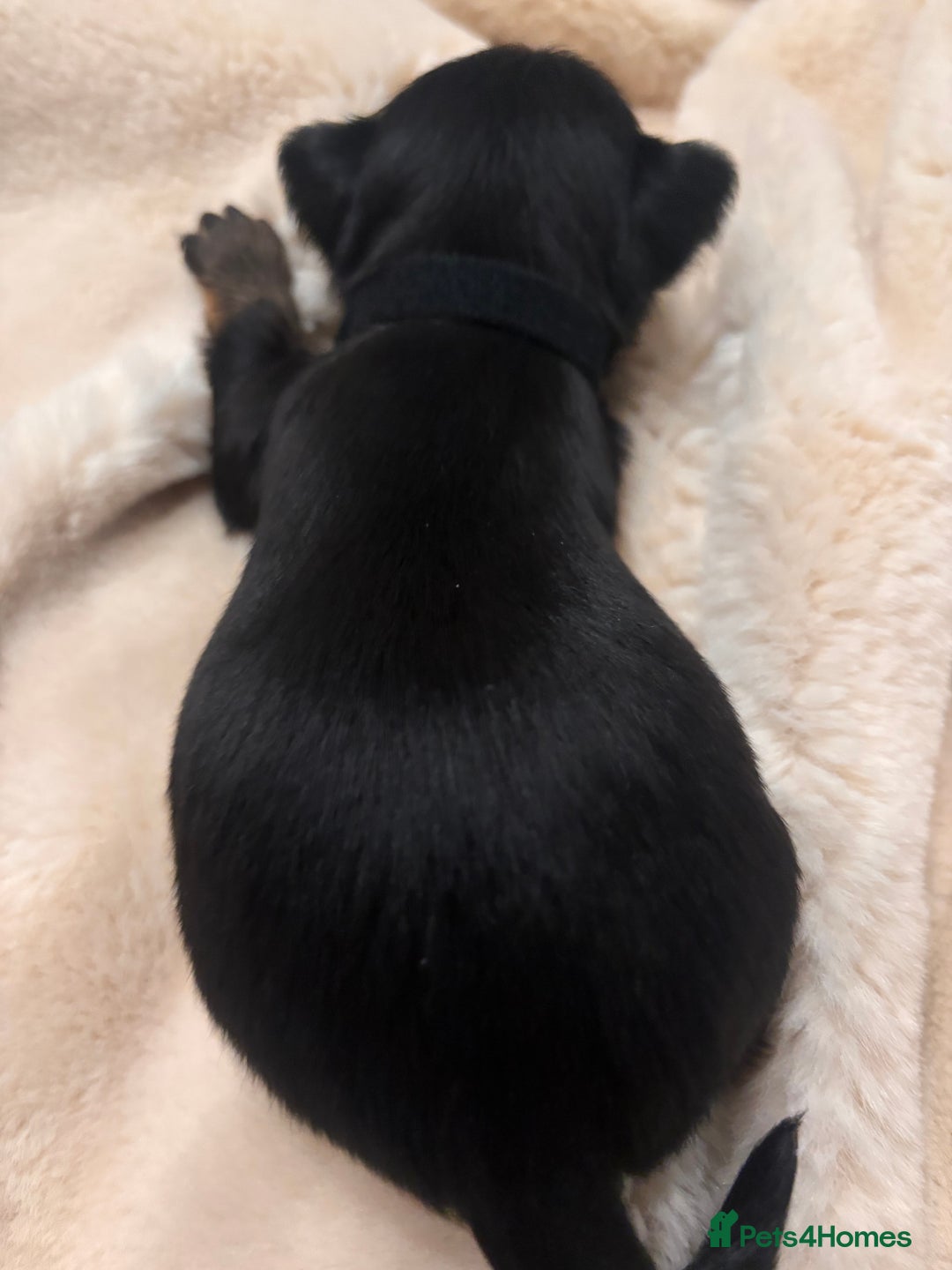 Mixed Breed dogs for sale: Jackawawa - Image 36