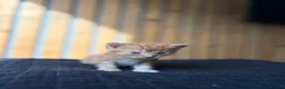 Abyssinian cats for sale: British x Abyssinian Kittens ONLY 2 left !  - Advert 17
