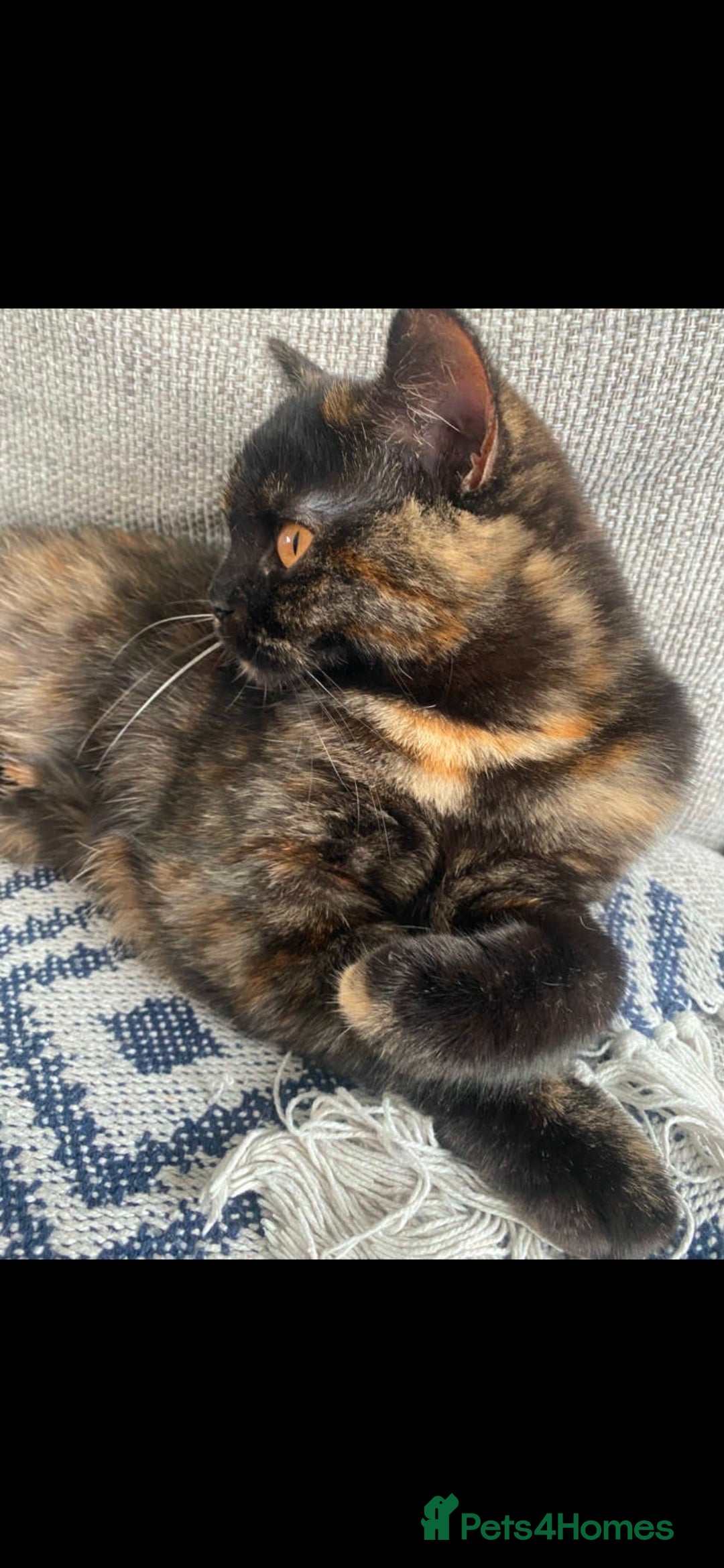 British Shorthair cats for sale: Our wonderful Geto ❤️  - Advert 2