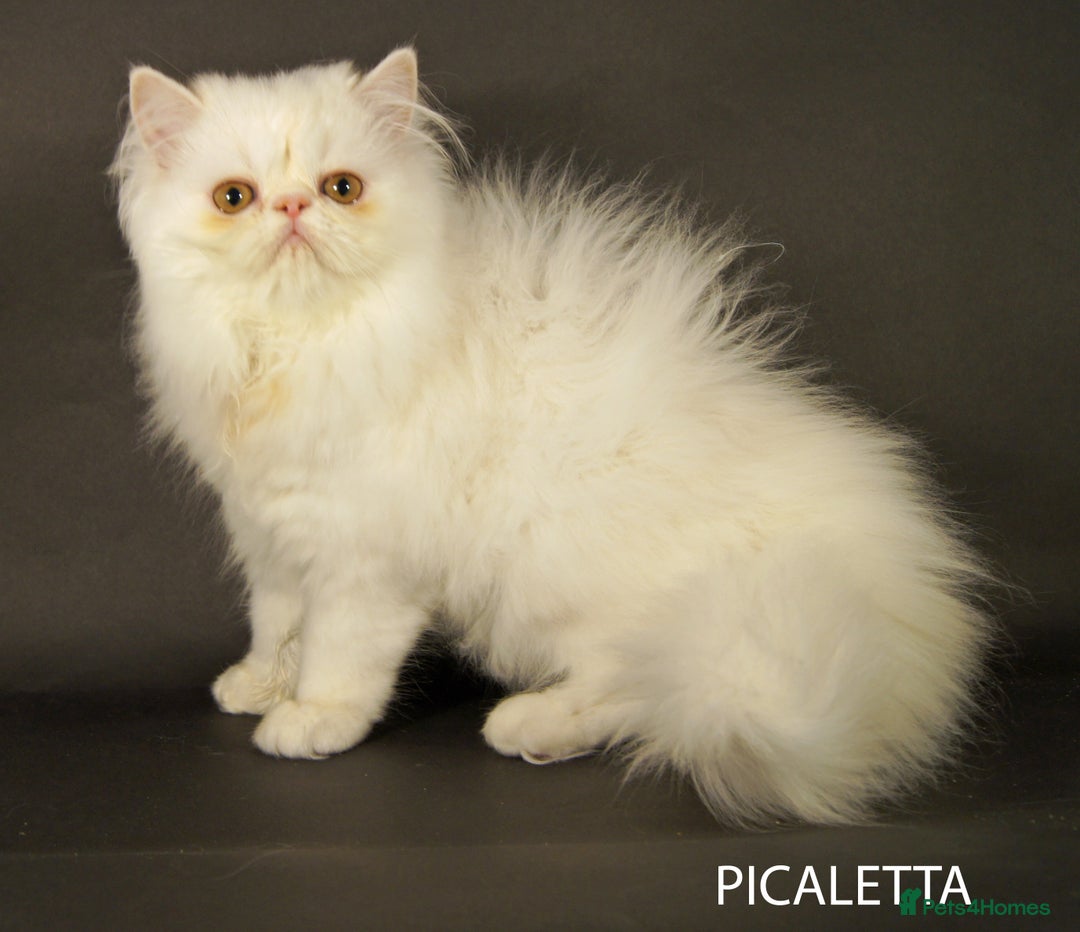 Persian cats for sale: Beautiful Persian Kittens Ready for Forever Homes - Image 12